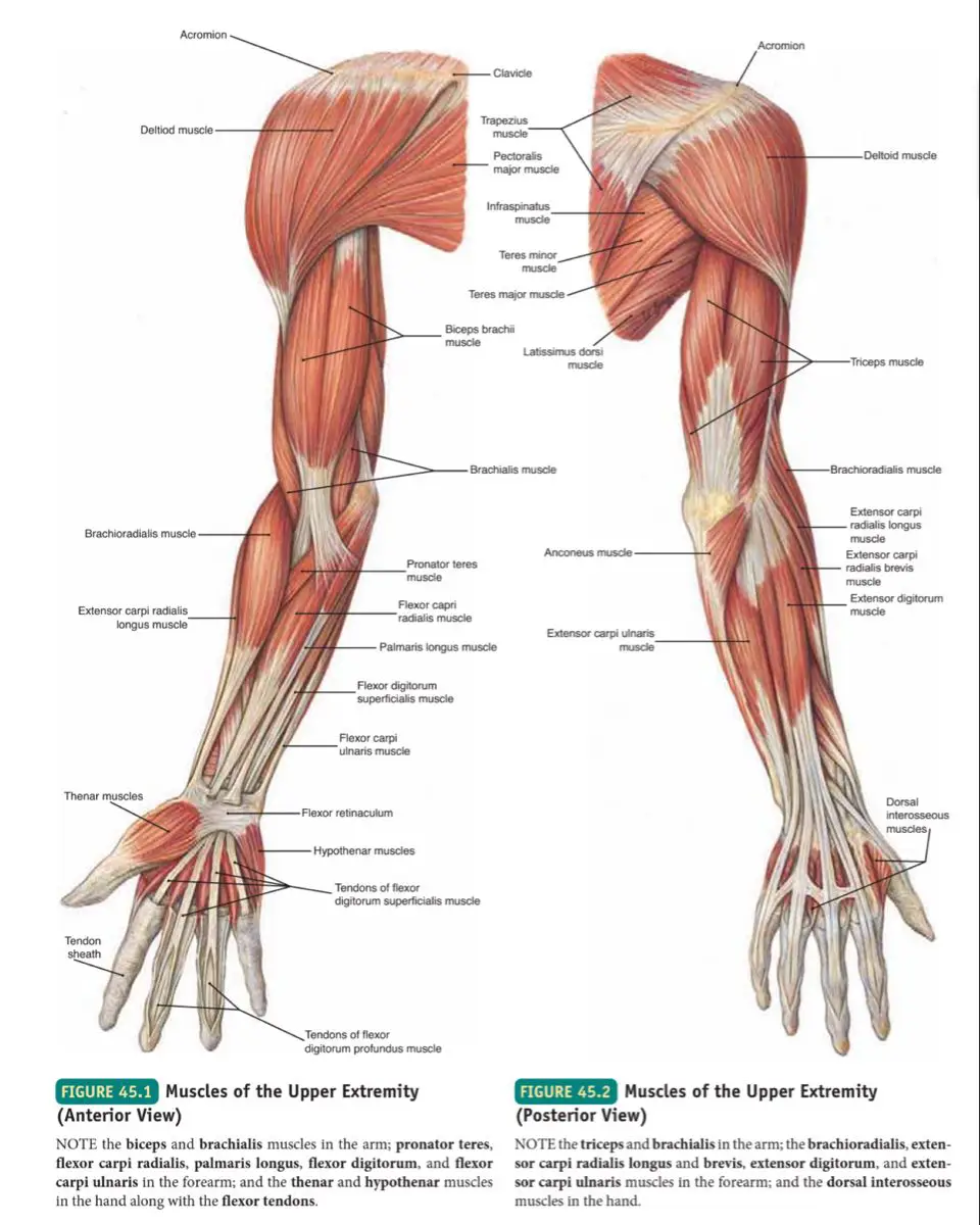 Muscles of the Upper Limb