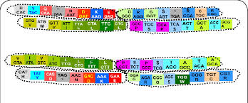 Genetic Code & Chromosomes