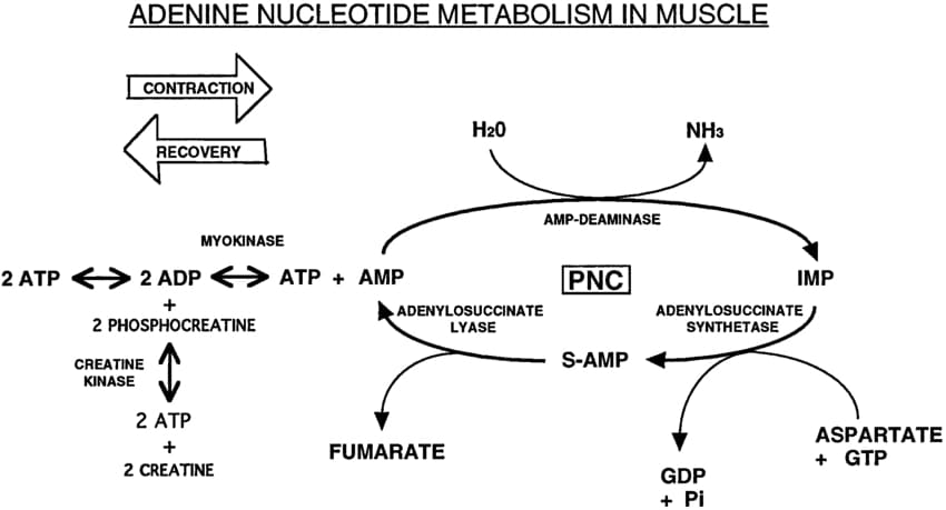 Nucleotide