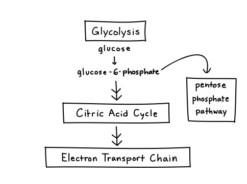 Pentose Phosphate Pathway (1)