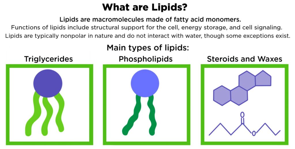 what_are_ lipids