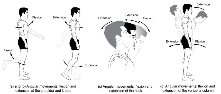 Anatomical movements