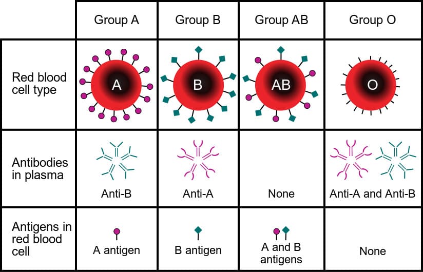 BLOOD TYPING