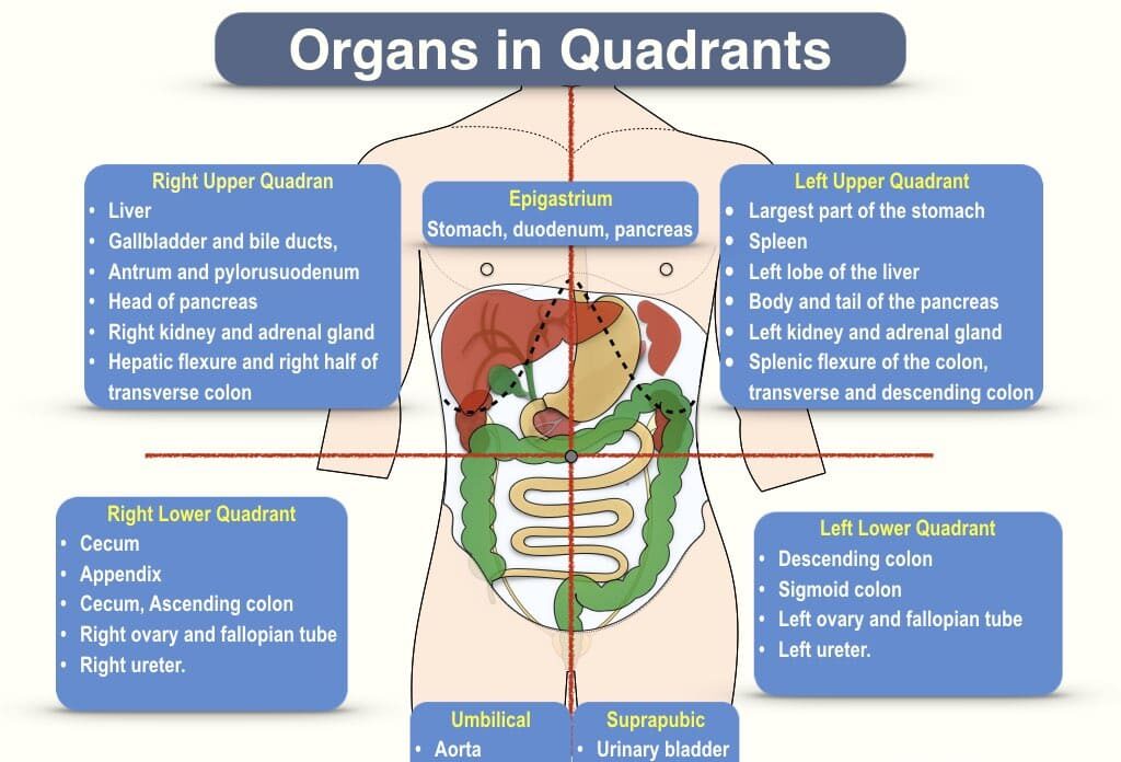 Body Regions, Abdominal Quadrants, and Terminology (1)