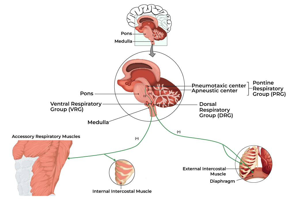Control of Respiration (Neural and Chemical Regulation)