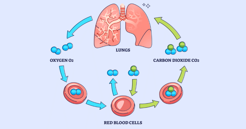 Gas Exchange and Transport