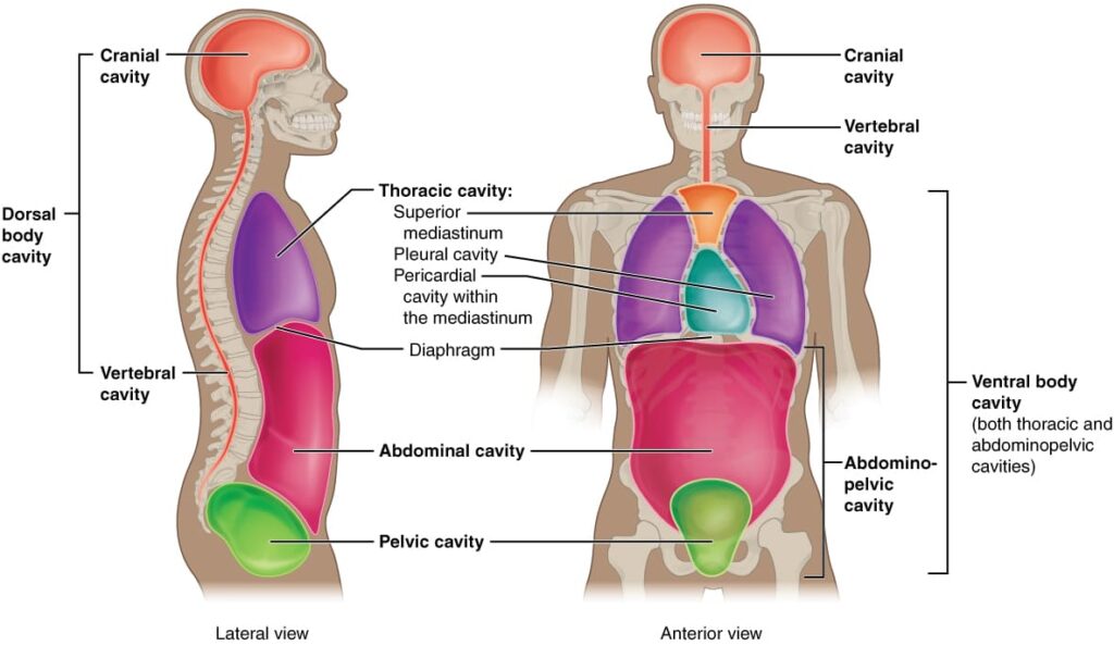 Introduction to Body Cavities