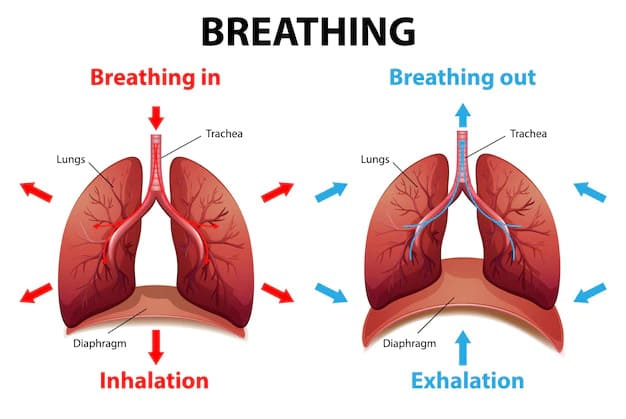 Mechanics of Breathing (Pulmonary Ventilation)