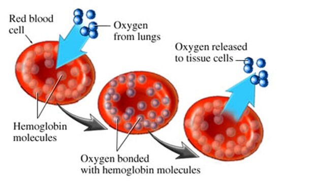 RED BLOOD CELL COUNT
