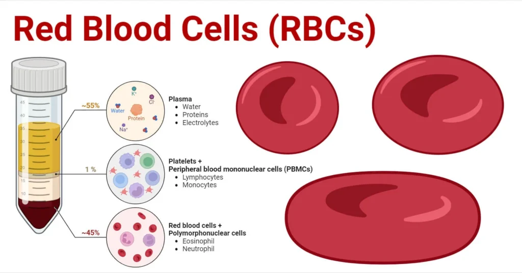 Red Blood Cells (Erythrocytes) Physiology
