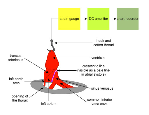 TOAD HEART IN SITU AND PROPERTIES OF CARDIAC MUSCLE
