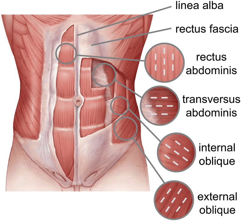 Abdominal Wall Anatomy
