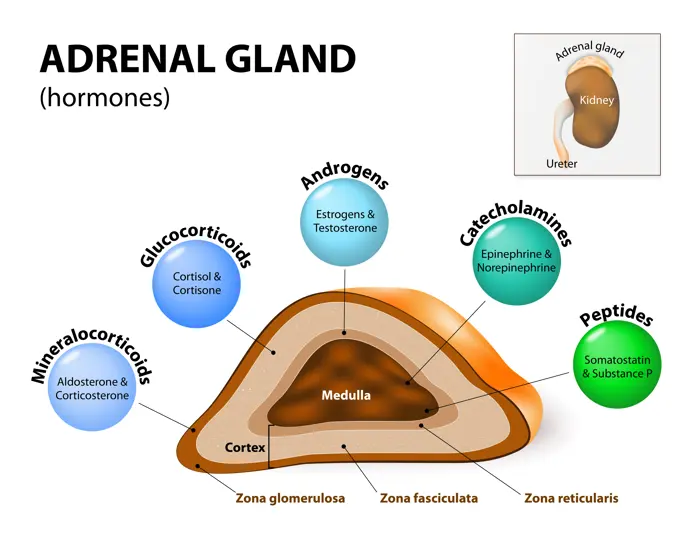 Adrenal Gland Physiology
