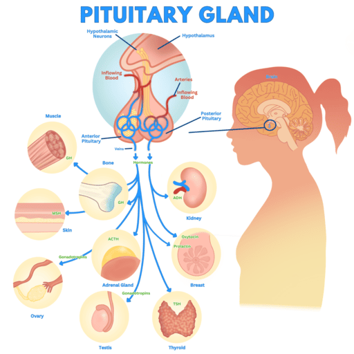 Endocrine System Physiology