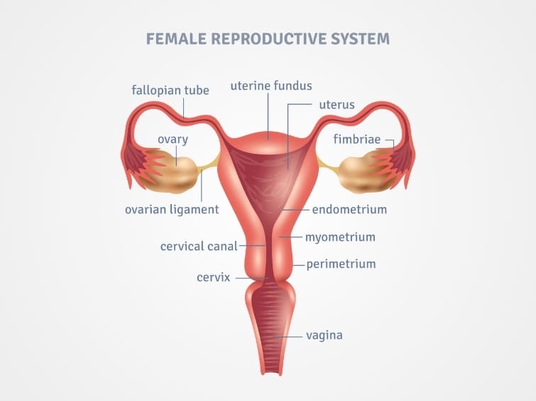 Female Reproductive System