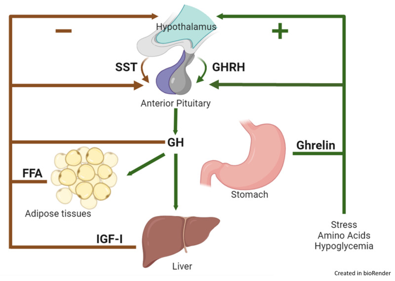 Growth Hormone Physiology