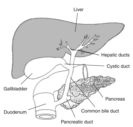 Hepatobiliary System: Liver, Gallbladder