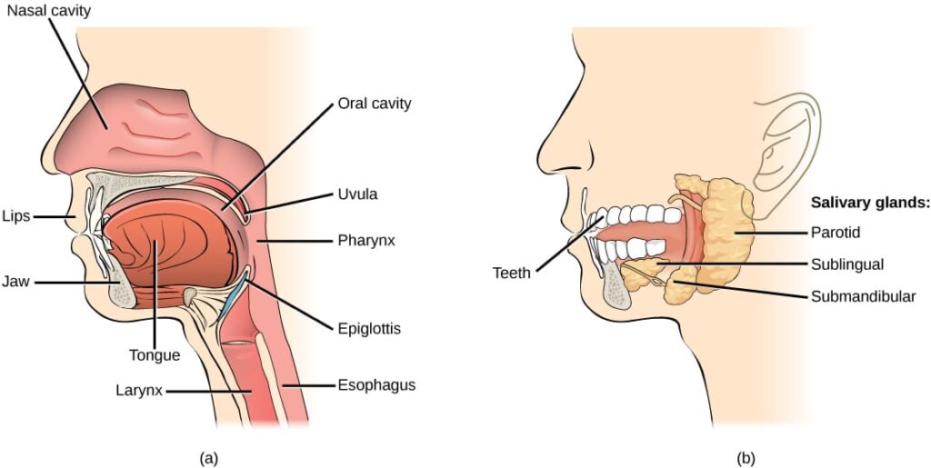 Oral Cavity Mouth Cavity