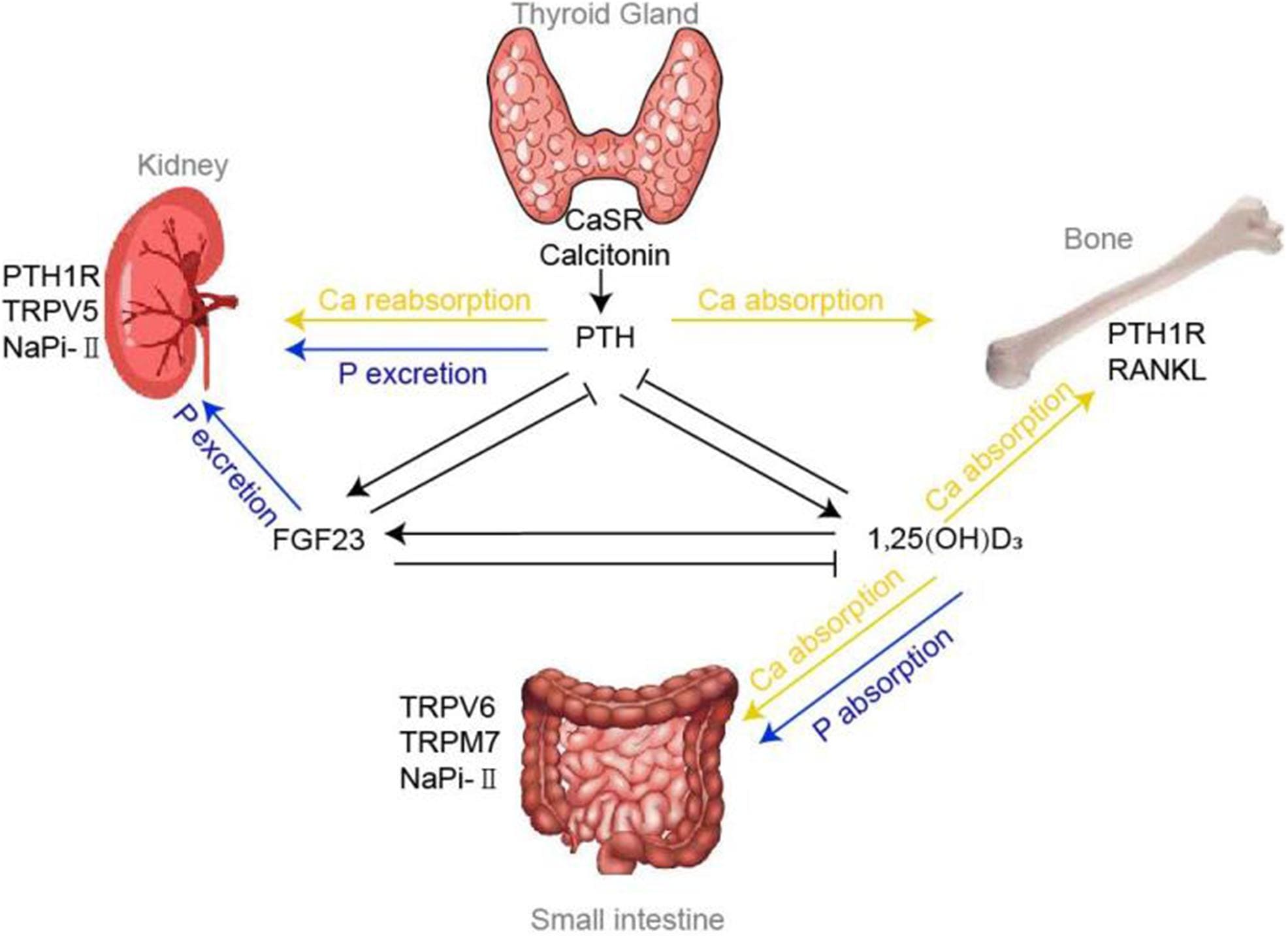 Parathyroid Gland & Calcium Metabolism