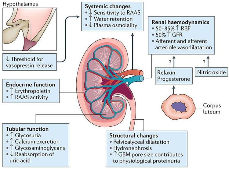 Renal Physiology and Renal Haemodynamics