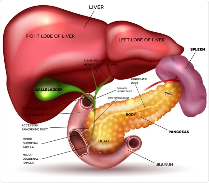 Spleen and Pancreas
