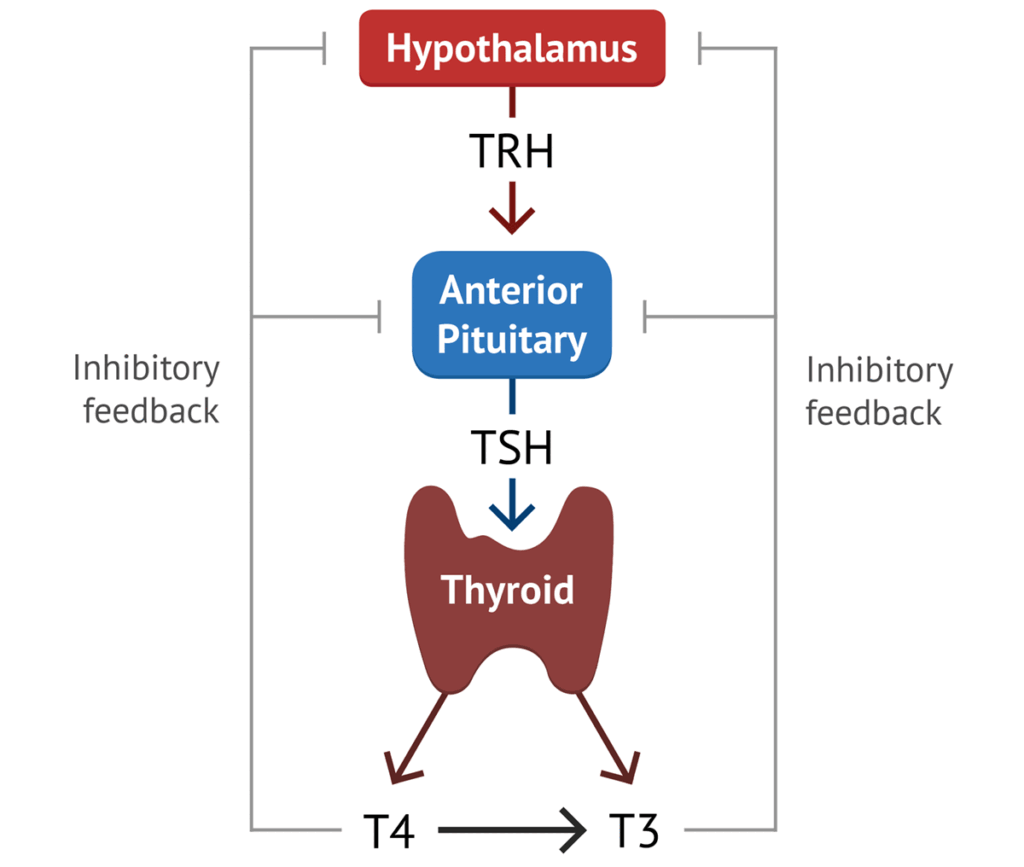 Thyroid Physiology
