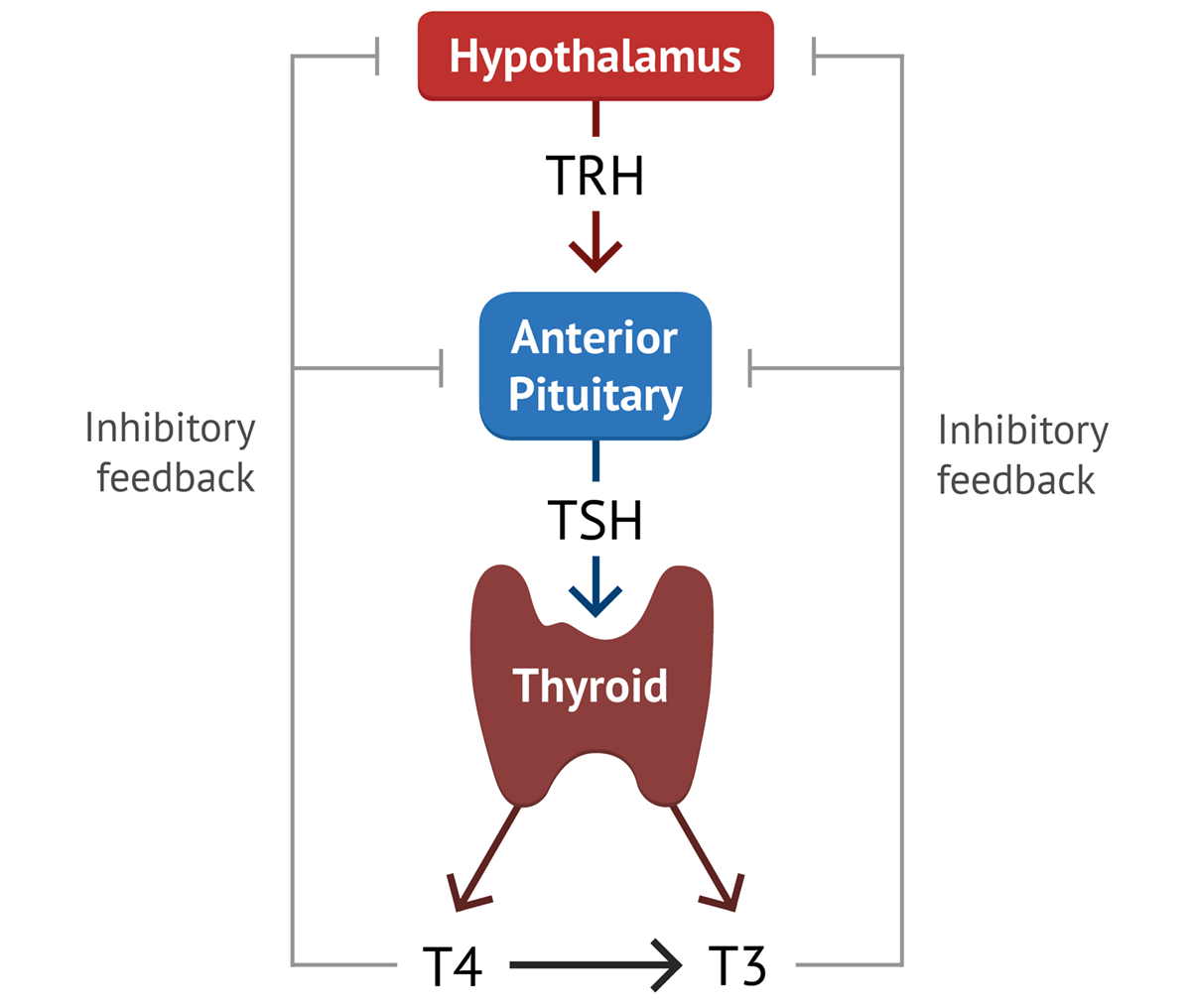 Thyroid Physiology