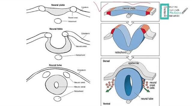 cns embryology