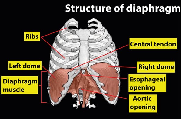 rib cage and diaphragm anatomy