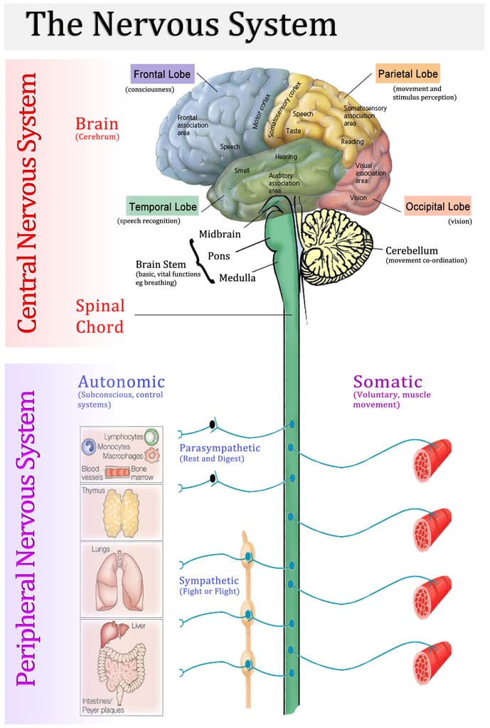 topography of central nervous system