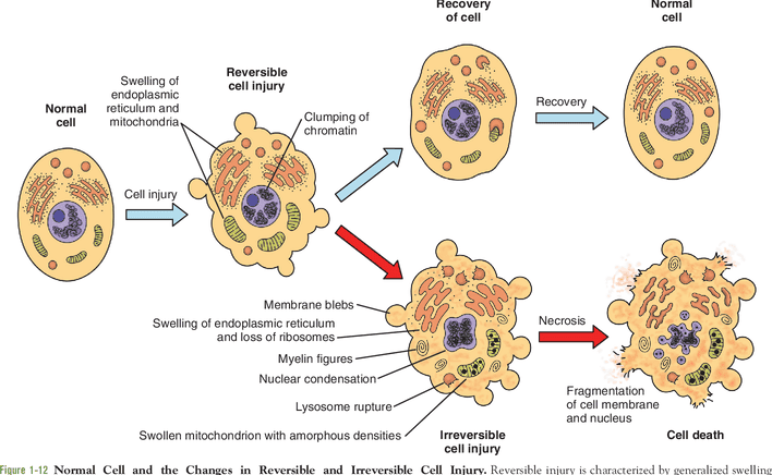cell injury death