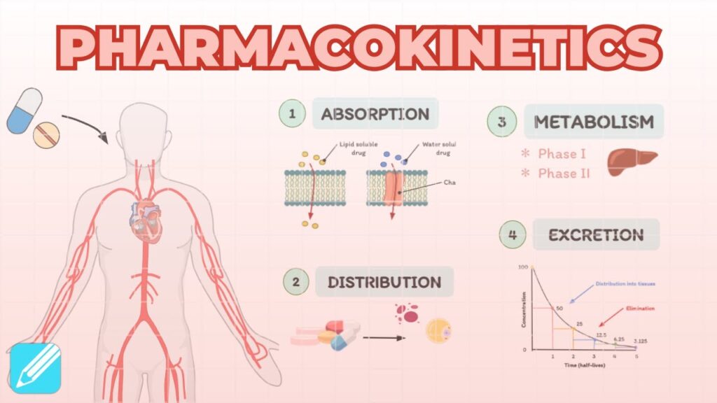 Drug Absorption & Distribution