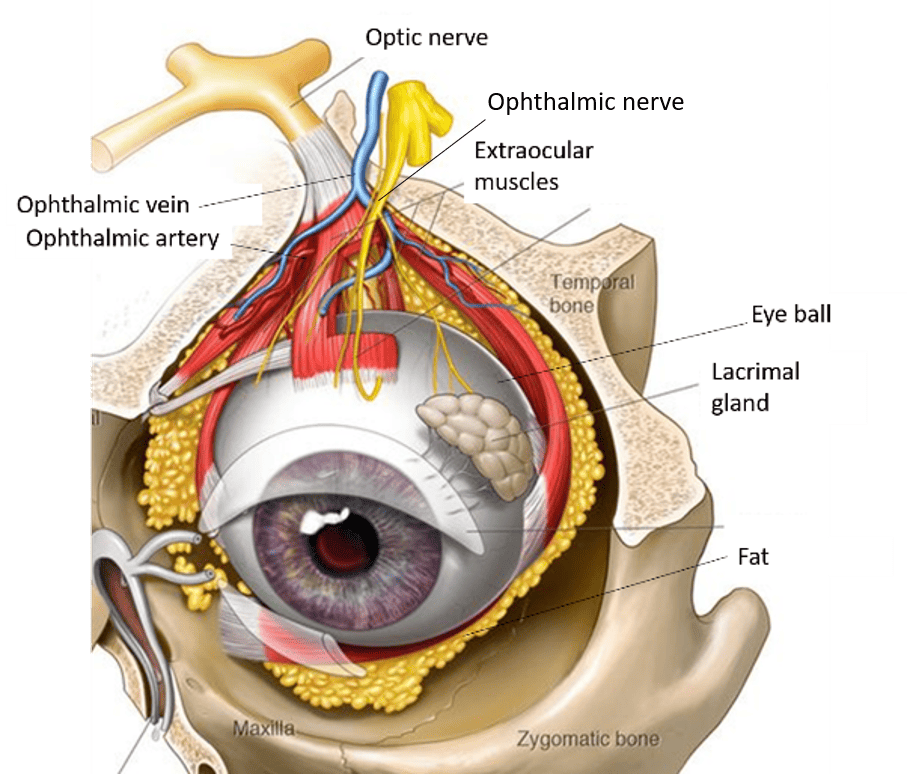The Eye, Orbit, and Extraocular Muscles