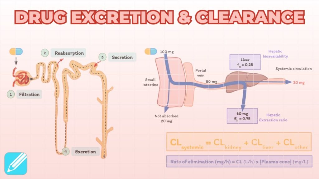drug elimination