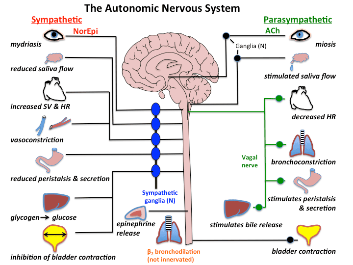 Autonomic Nervous System (ANS) DRUGS