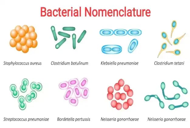 Cell Biology & Bacterial Taxonomy