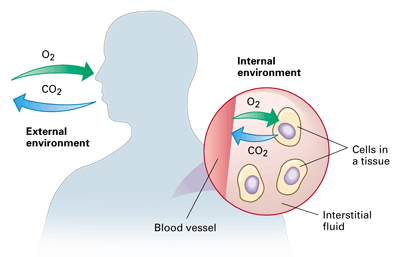 environment, fluids and homeostasis