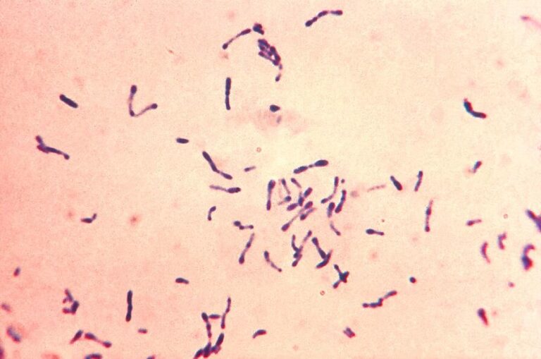 Bacillus and Coryneforms