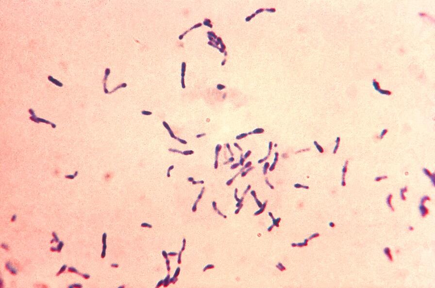 Bacillus and Coryneforms