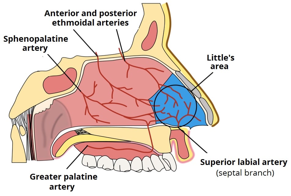 Blood Supply of Nasal Septum Diagram