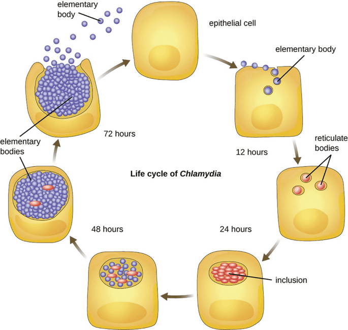 Chlamydia and Chlamydophila