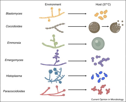 Endemic Dimorphic Fungi