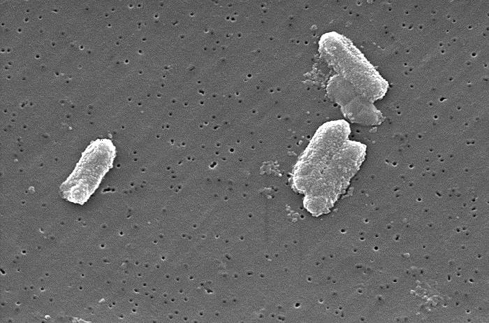 Enterobacteriaceae I
