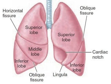 Lungs Fissures and Lobes Diagram