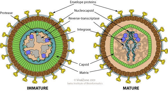 Human T-Cell Lymphotropic Virus (HTLV-1 & HTLV-2)