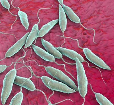 Leishmania