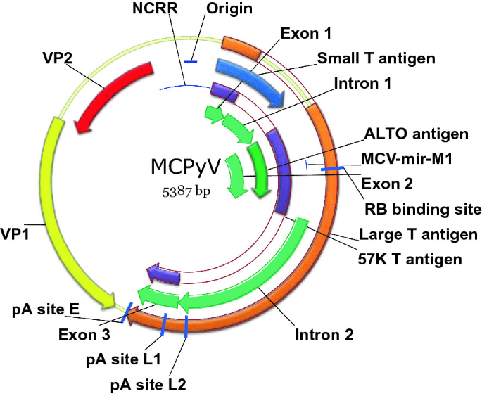 Merkel Cell Polyomavirus (MCPyV)