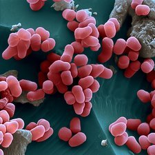 Micrococcaceae