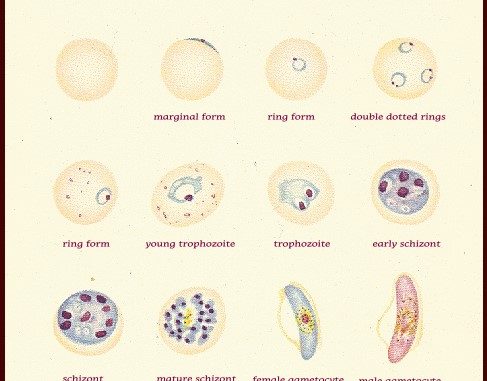 Plasmodium or Malaria microbiology