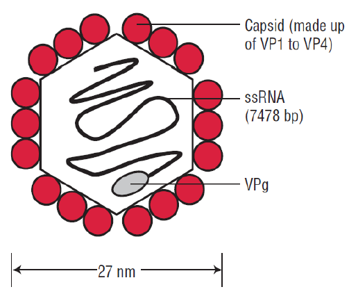 Poliovirus